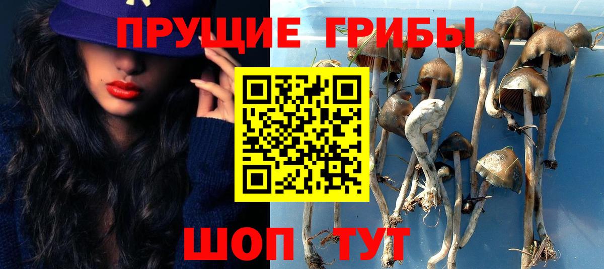 Псилоцибиновые грибы Psilocybe Кохма